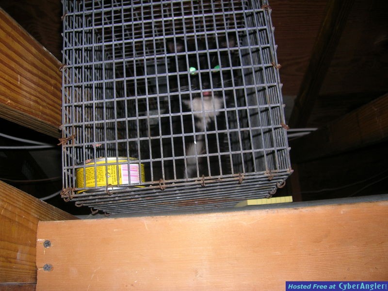 cat_9_1_08_002
