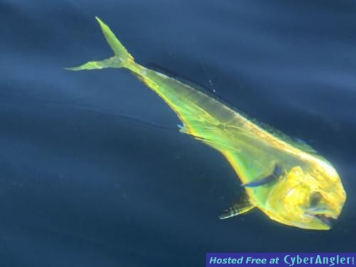 Click to Enlarge Photo