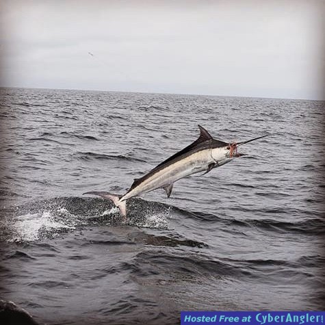 Marlin jumping