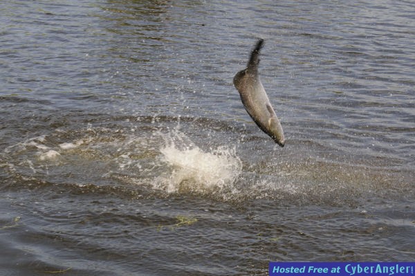 Barramundi in the air