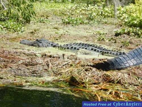 airboat_eco_tours_central_florida