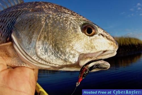 redfish_bite_redfish