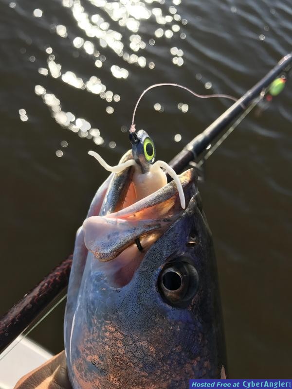 trout