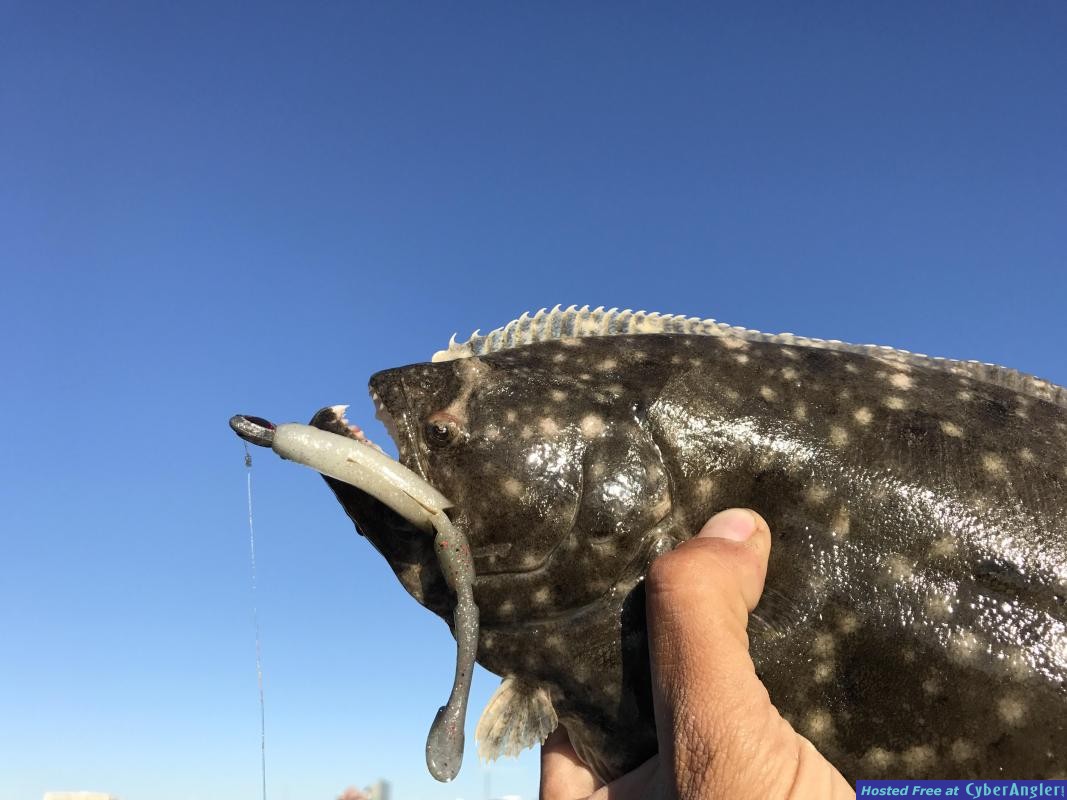 flounder