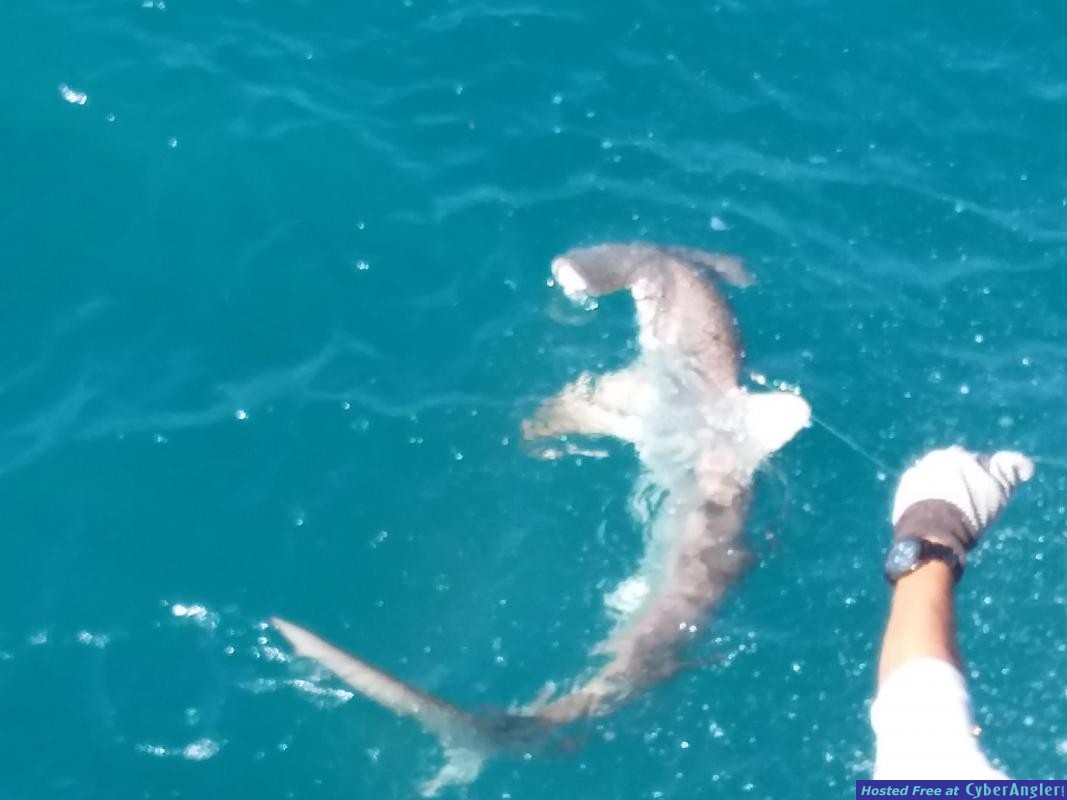 shark_lou1