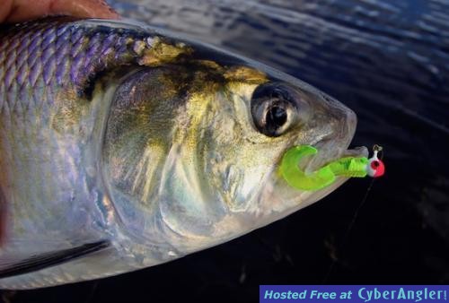 Click to Enlarge Photo