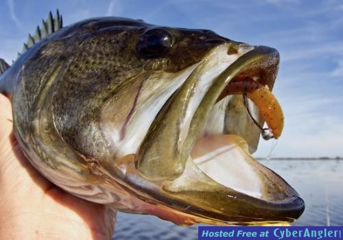 Click to Enlarge Photo