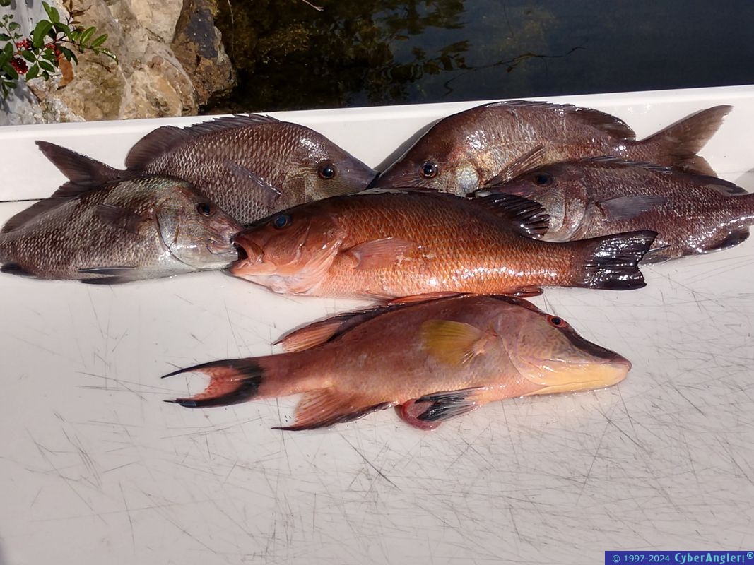 Click to Enlarge Photo