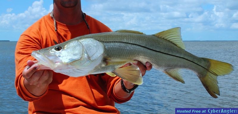 Florida Bay Snook