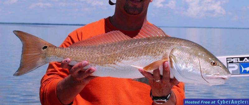 Over slot Flamingo Redfish