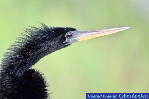 Click to Enlarge Photo