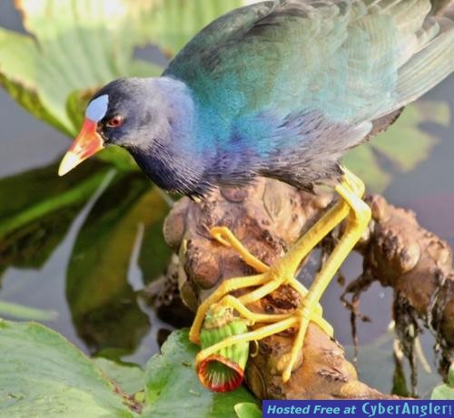 Click to Enlarge Photo