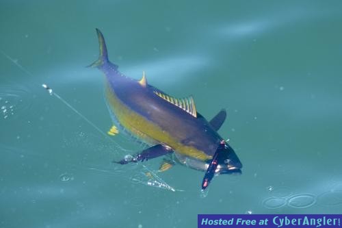 Click to Enlarge Photo