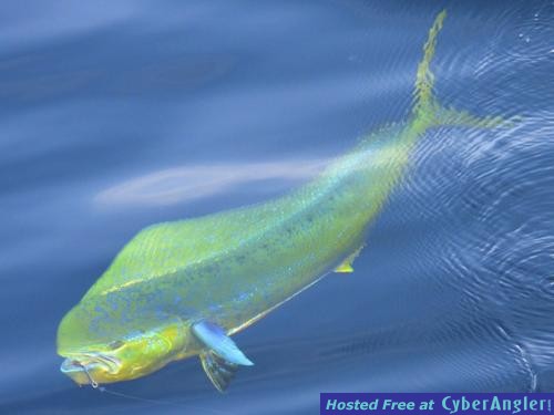 Click to Enlarge Photo