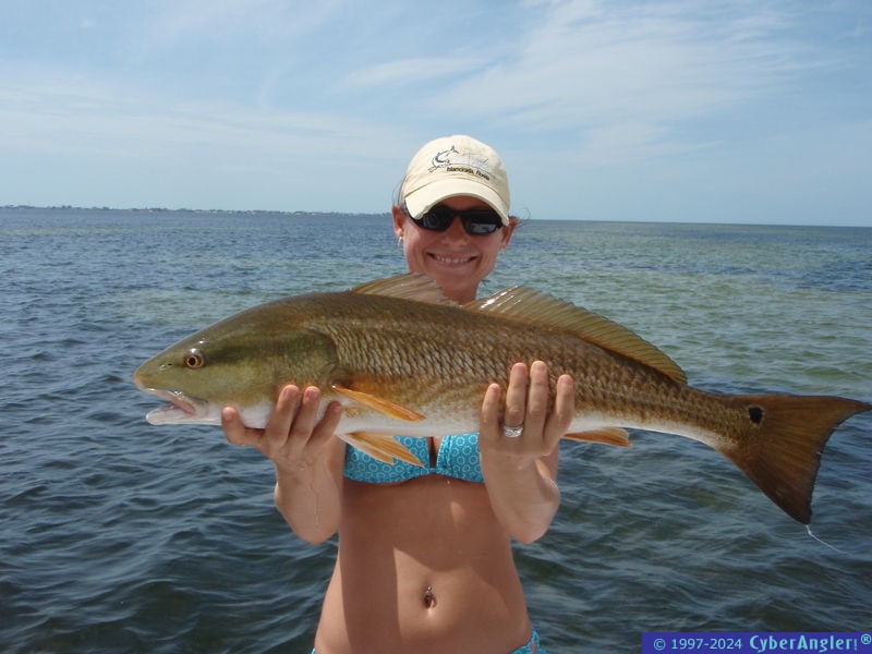 Another great redfish caught in Tampa Bay!
