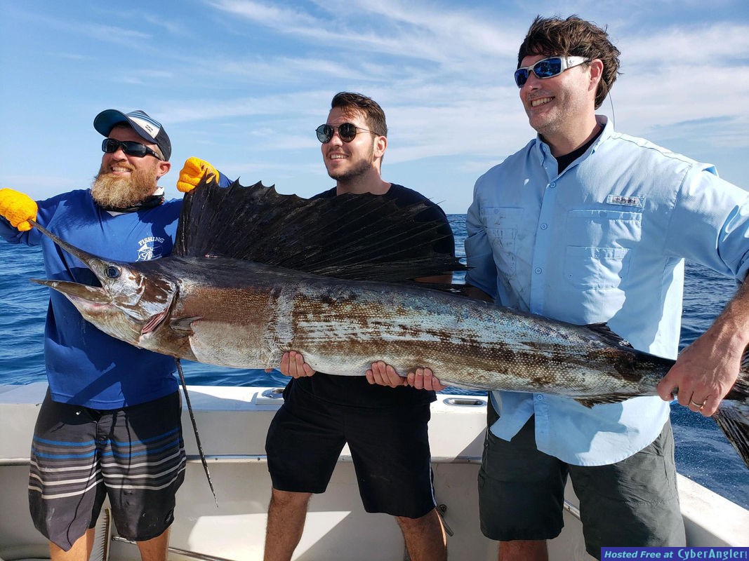 Sailfish