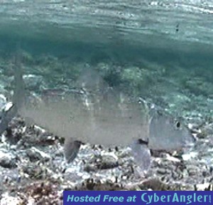 bonefish underwater