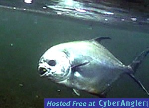 Turneffe Permit underwater
