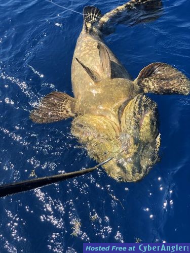 Goliath Grouper