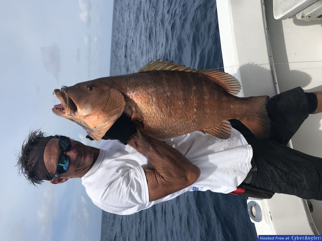 Cubera Snapper