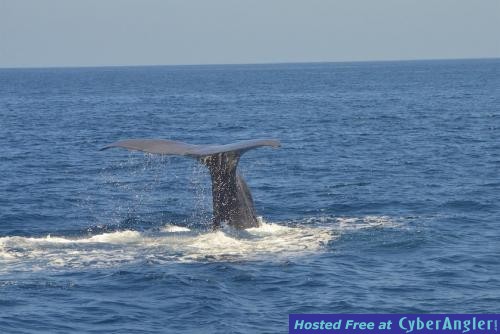 Click to Enlarge Photo