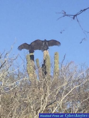 Click to Enlarge Photo