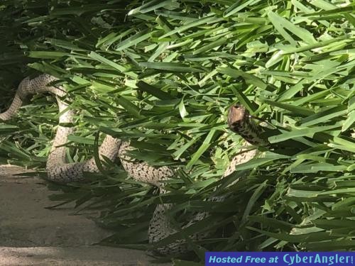 Click to Enlarge Photo