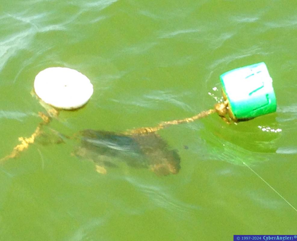 Click to Enlarge Photo