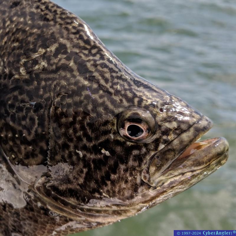 Click to Enlarge Photo