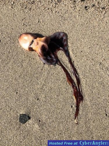 Click to Enlarge Photo