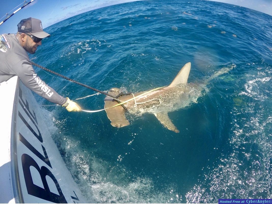 hammerhead shark