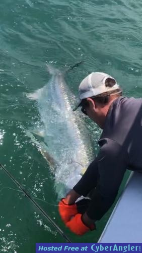 Tampa_bay_Tarpon