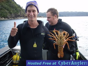 Crayfish Diving in New Zealand