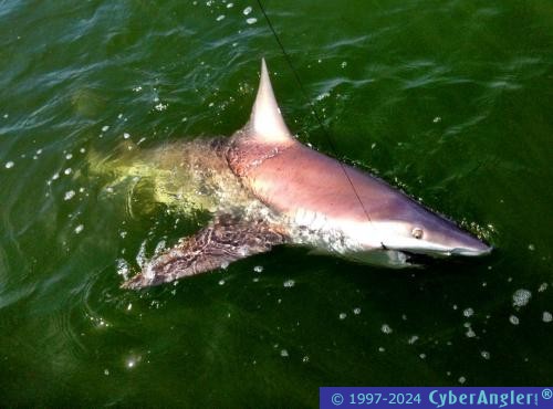 Click to Enlarge Photo