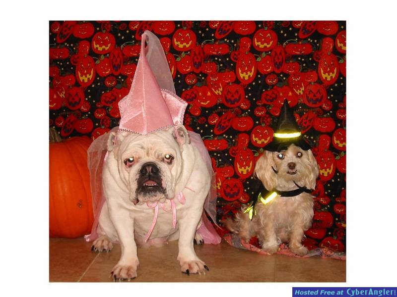 my dogs