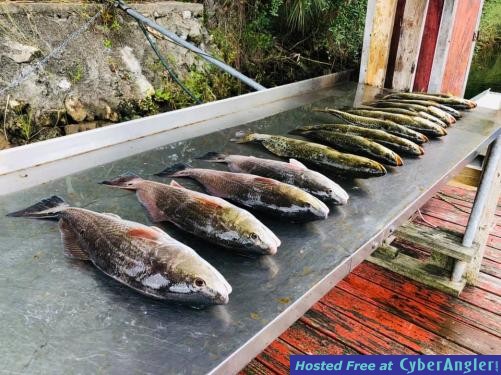 Crystal_River_Charters_Fishing_Reports_Boat_Tours_Manatees