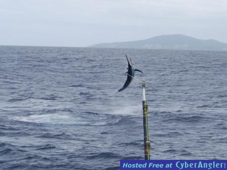 Black marlin in Fiji
