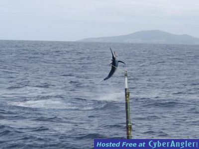 Black marlin in Fiji