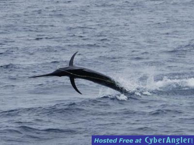 Black marlin in Fiji