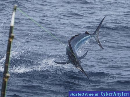Black marlin in Fiji