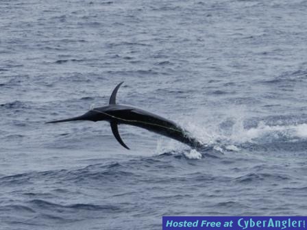 Black Marlin in Fiji