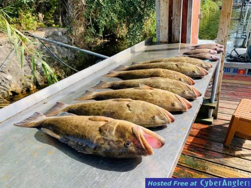 Florida_Fishing_Report_December_Homosassa_Crystal_River_Cedar_Key_Deep_Sea_