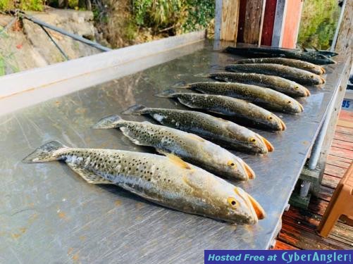 Florida_Fishing_Report_December_Crystal_River_Cedar_Key_Homosassa_Deep_Sea_