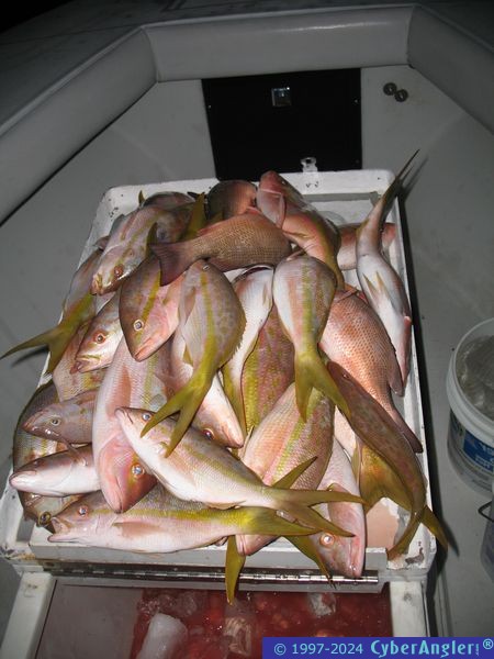 Load of Yellowtail
