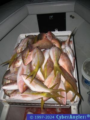 Load of Yellowtail