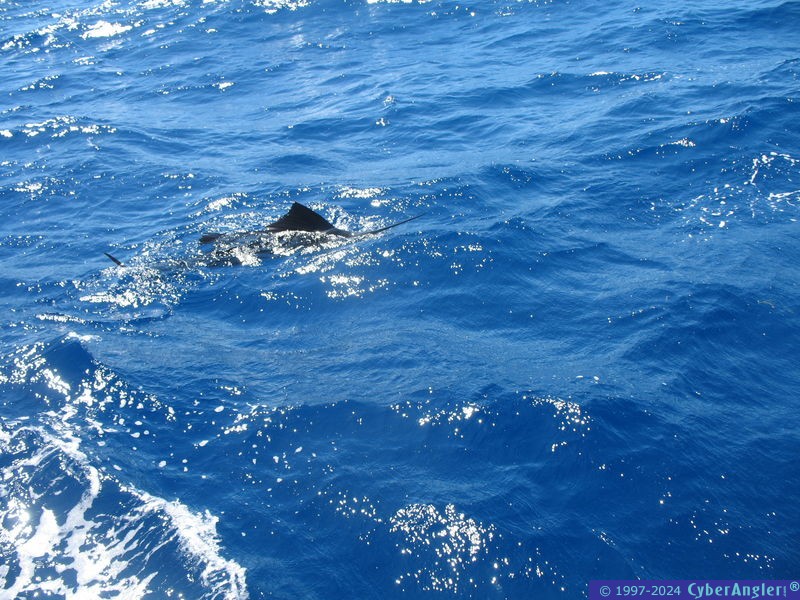 Sailfish