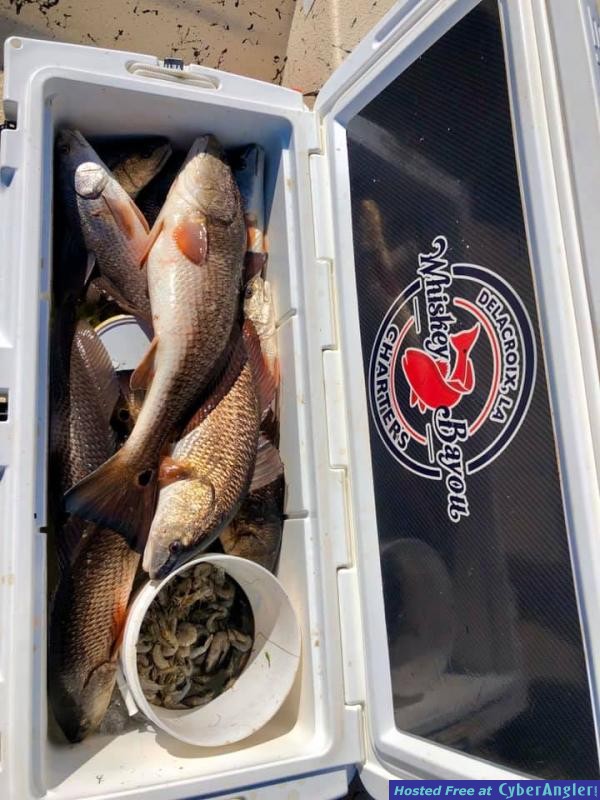 Whiskey_Bayou_Charters___Fishing_Report___Redfish_in_the_Cold___4