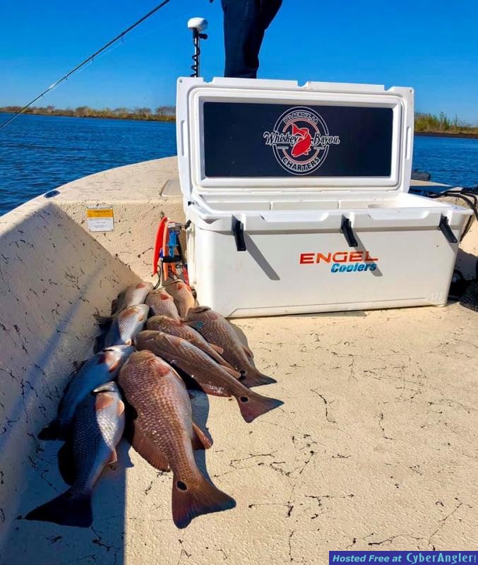 Whiskey_Bayou_Charters___Fishing_Report___Redfish_in_the_Cold___3