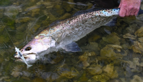 Click to Enlarge Photo