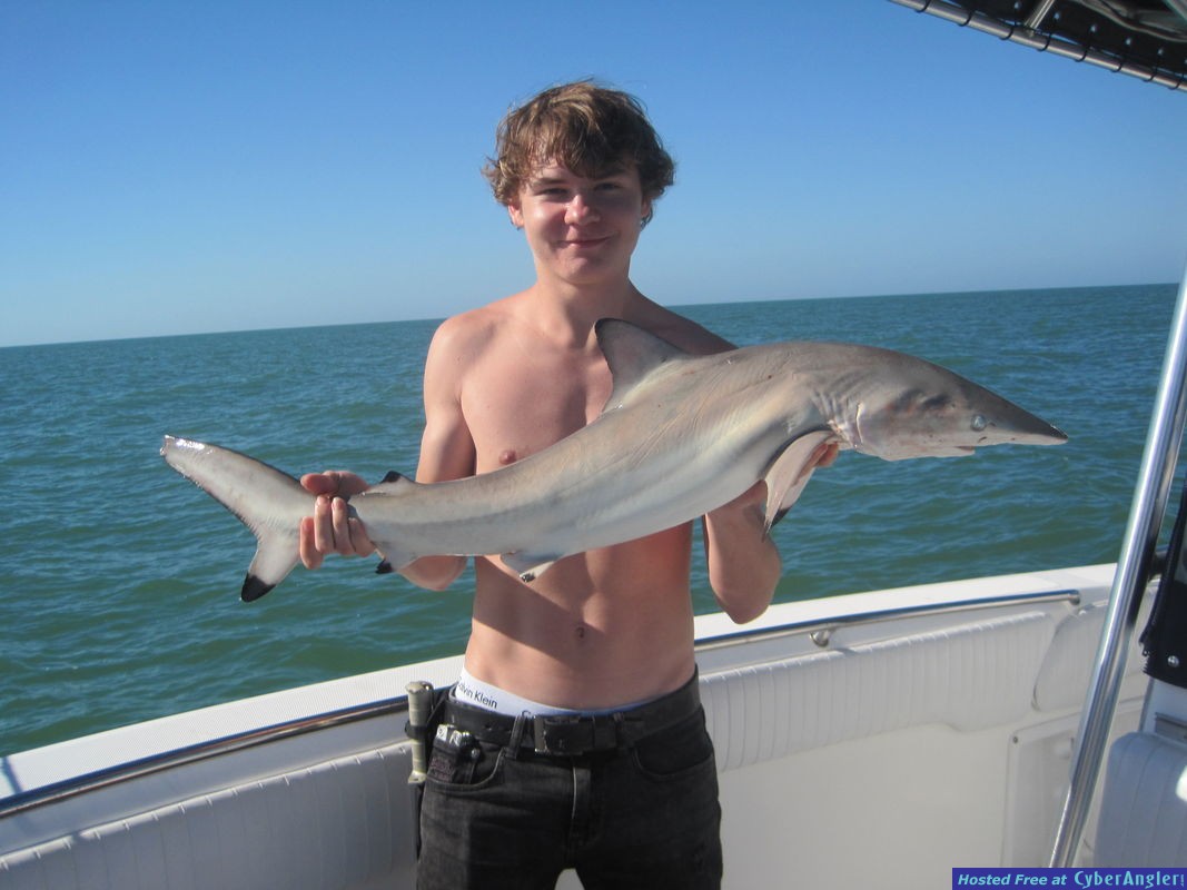 43-inch Blacktip Shark